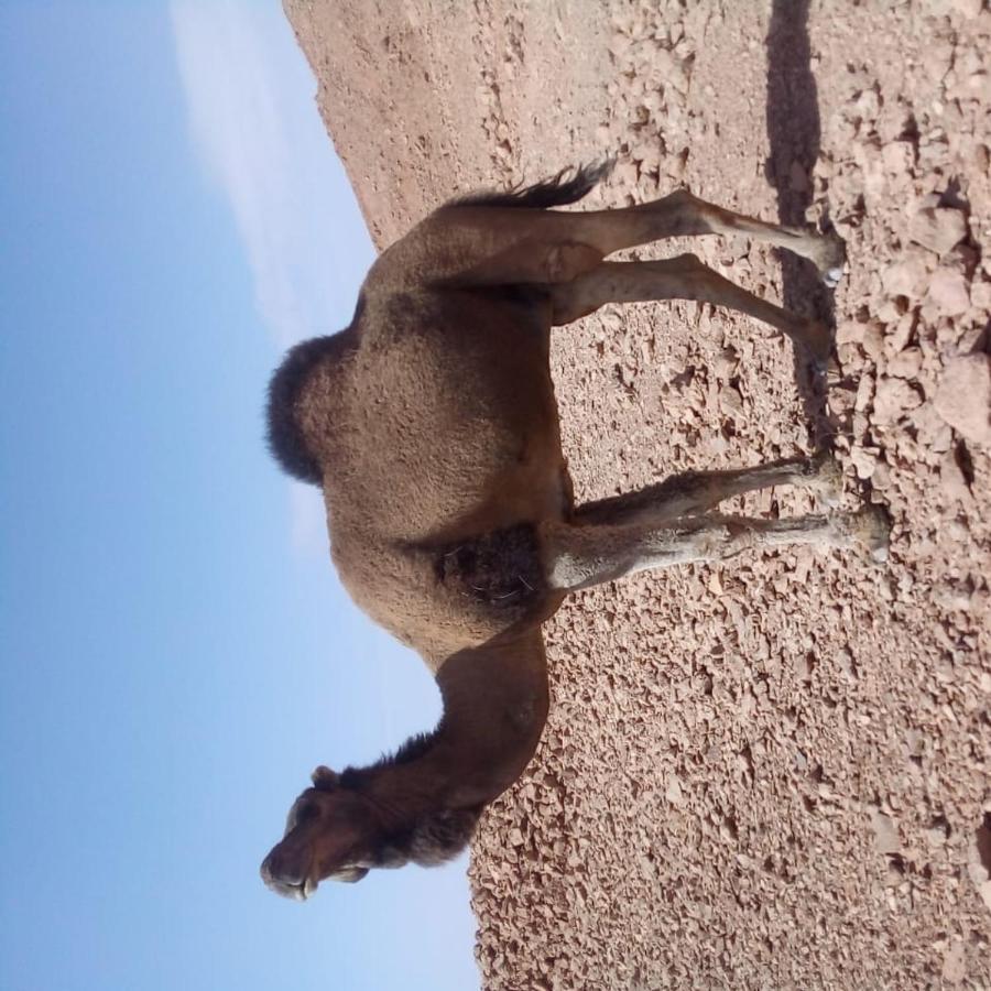 مبيت وإفطار Hassilabied Camels House المظهر الخارجي الصورة